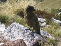 The Kea, New Zealand's native alpine parrot
