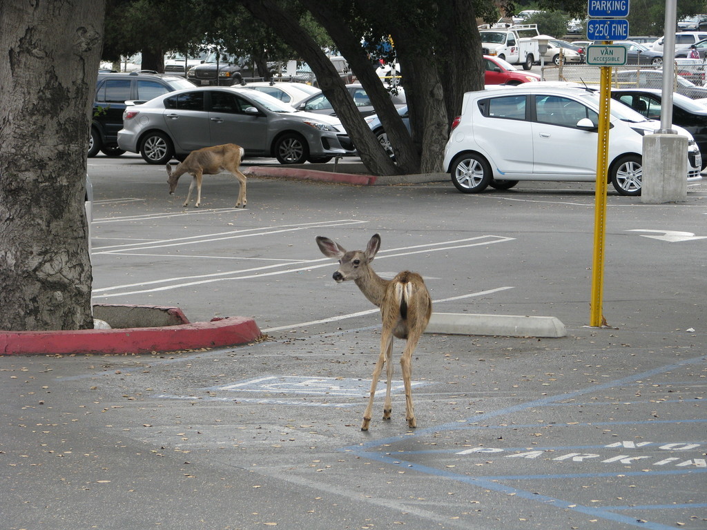 One charming thing about JPL is how animals, such as these deer, live on and around campus.