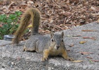 I loved this squirrel although it appeared anxious about my presence. As far as I know, squirrels haven't been introduced to Australia & NZ.