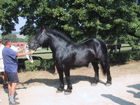 another horse (i think this is a fat one)