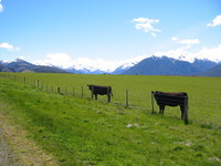Typically dark NZ cows, with sheep and mountains in the background