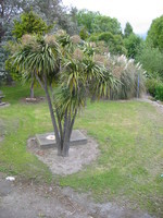One of the many typical Cabbage Trees, resembling palm trees but not too closely related, named after the taste of an edible part.