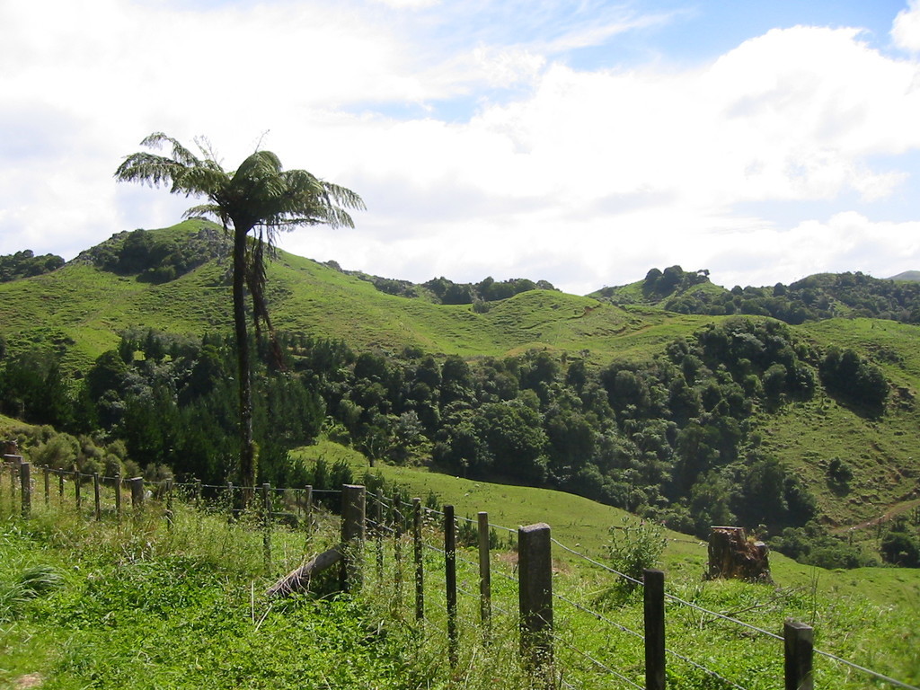 Typical north island vegetation and relief.