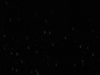 Glowworm cave in Waitomo - the curves instead of dots are camera shake artifacts.