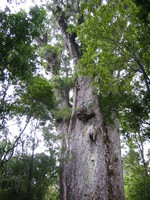 Te Matura Ngahere (The father of the forest) - a 2000 year old giant Kauri tree (trunk 10m high, 5.22m diameter, total height 30m). These trees were used for Maori war canoes (wakas) and for sailing ship's masts.