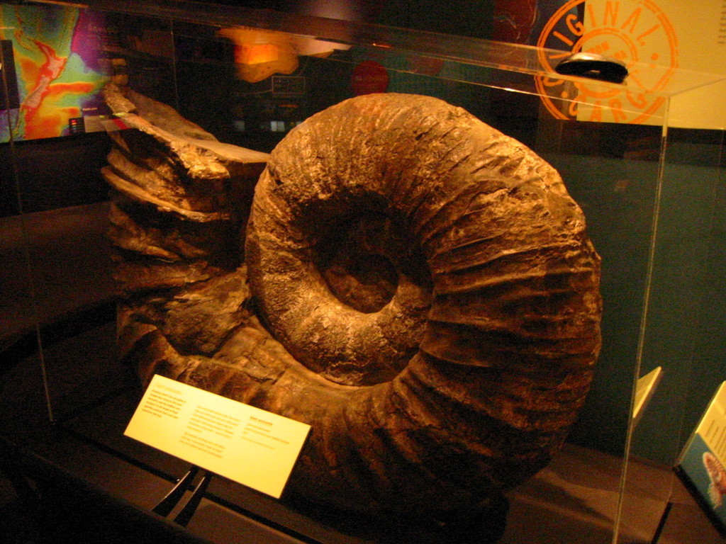 Earth's largest known ammonite from Jurassic times, 208-146 million years ago. However, a much larger (3.5 tons, 1.95m wide) one from the age that followed Jurassic, namely Cretacious, has been found in Seppenrade (Germany). In my opinion, Te Papa's caption of the exhibit is a bit misleading.