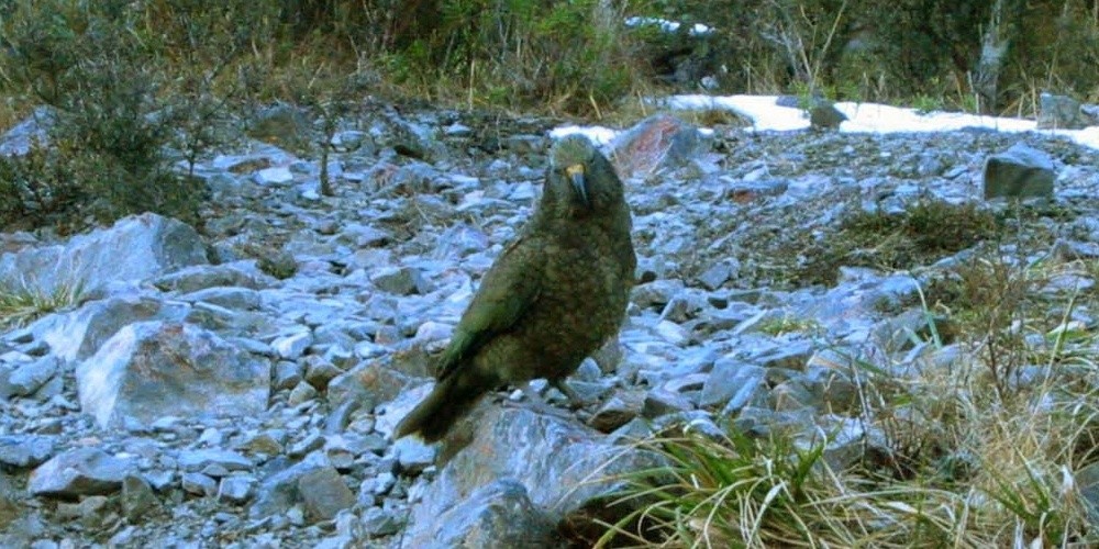 A Kea, a native New Zealand bird, near Arthur's pass